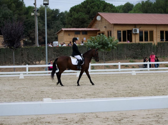  Checking the posture of the horse 